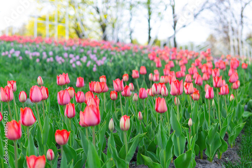 Blooming tulips flowerbed at a public park