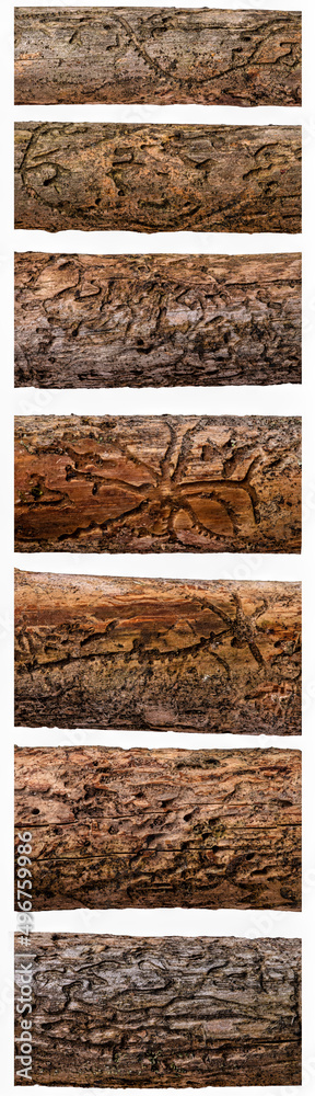 Fototapeta premium Various types of wood damaged by bark beetles.