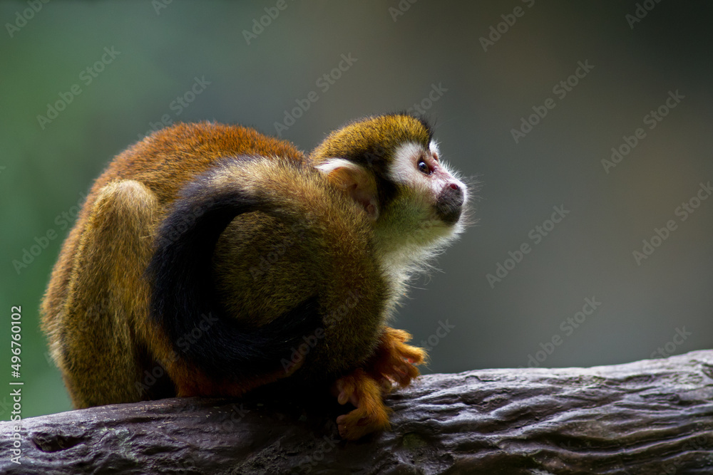 Obraz premium Cute red-faced squirrel monkey relaxing on a tree branch in the rainforest. Wild animal in nature,