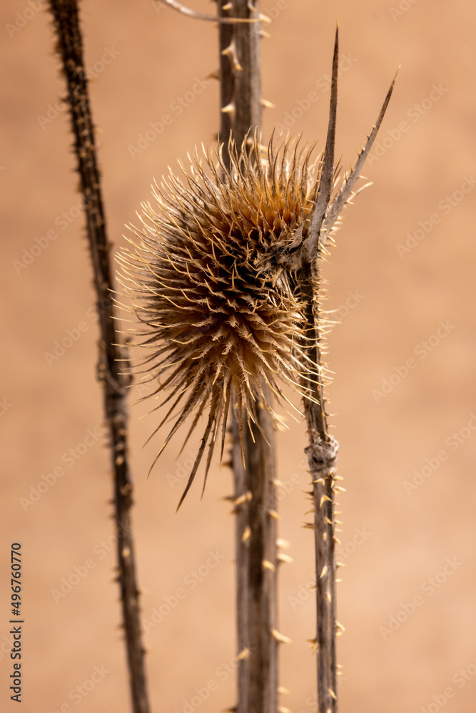 thistle in the wind