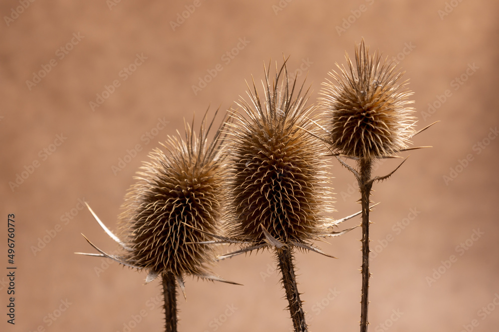 thistle in the wind