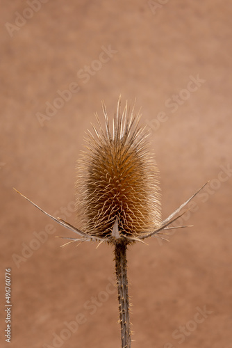 thistle in the wind