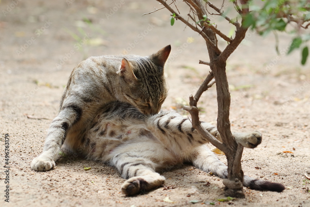 A cat lying on the ground cleaning the hair with its tongue A cat lying on the ground cleaning the hair with its tongue