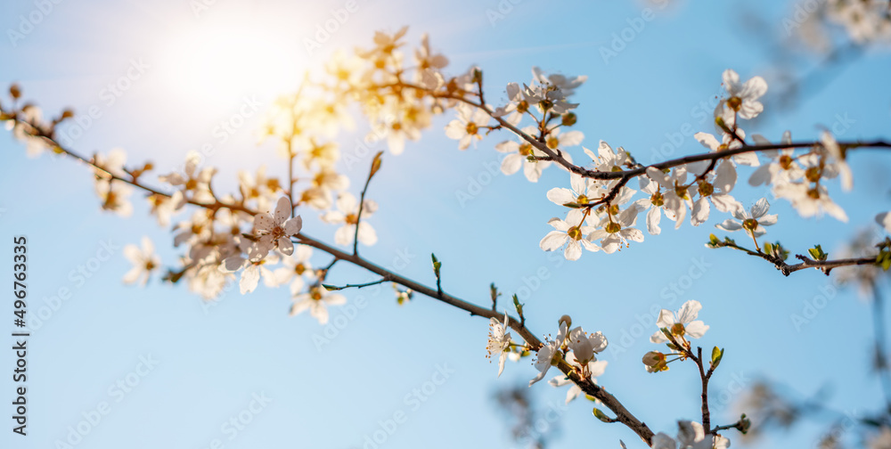 Beautiful spring nature background. Blossoming apricot tree, blue sky and sunshine Beautiful spring nature background. Blossoming apricot tree, blue sky and sunshine