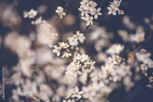 Beautiful spring nature background. Blossoming apricot tree, retro toned image © olezzo