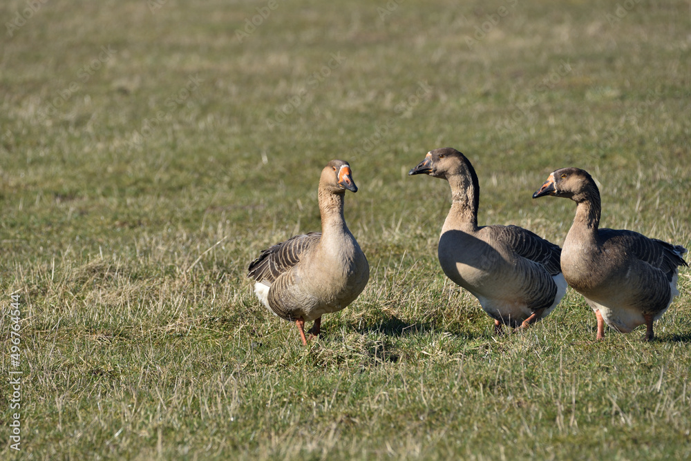 wild goose on green meadow wild goose on green meadow