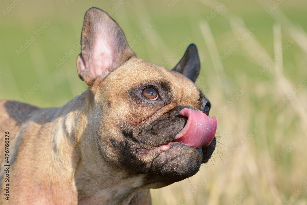 Dog licking its nose, a sign of Anxiety or nervousness