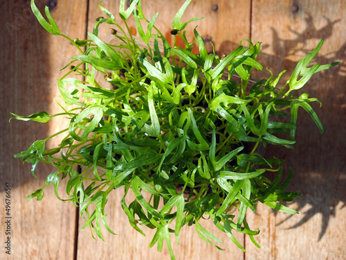 Micro green, Water spinach sprouts top view on rustic wooden table