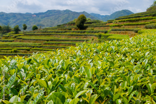 China s green tea garden. Spring tea plantation.