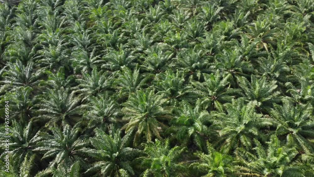 Aerial view of a large palm plantation planted in a tropical area of Thailand. Aerial view of a large palm plantation planted in a tropical area of Thailand.