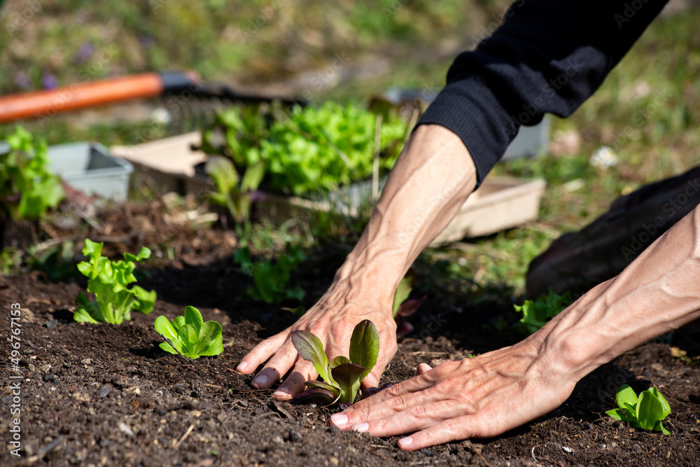 Hands of man planting lettuce seedlings in vegetable garden Hands of man planting lettuce seedlings in vegetable garden
