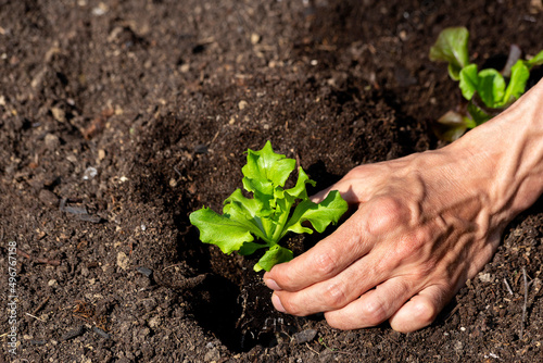 Hand of man planting lettuce seedlings in vegetable garden photo