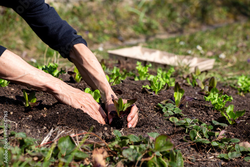 Hands of man planting lettuce seedlings in vegetable garden