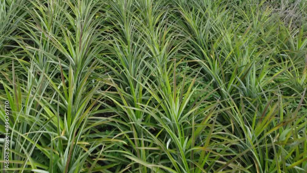 Aerial view of a large pineapple plantation planted in a tropical area of Thailand.