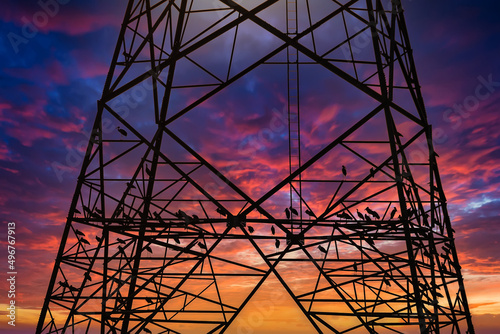 Fototapeta Naklejka Na Ścianę i Meble -  Silhouette of bird perched on high voltage post,High voltage tower sky sunset background.
