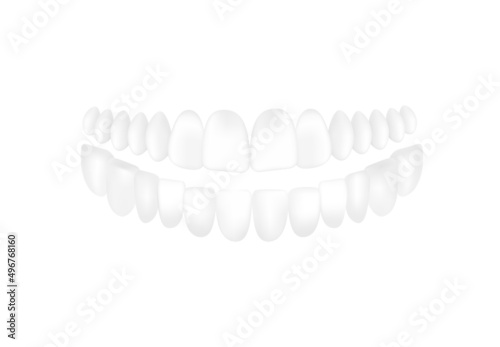 Lower and upper jaw white teeth realistic template vector illustration isolated.