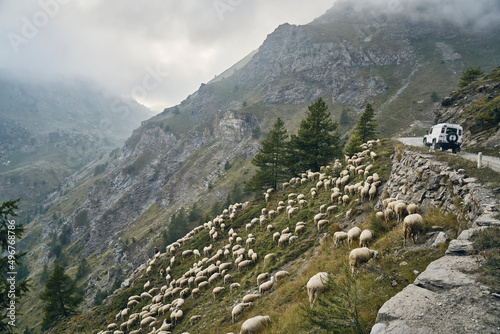 Offroad vehicle on road by flock of sheep in mountains