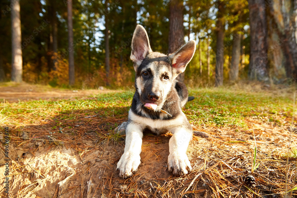 Dog German Shepherd in a forest in an autumn day