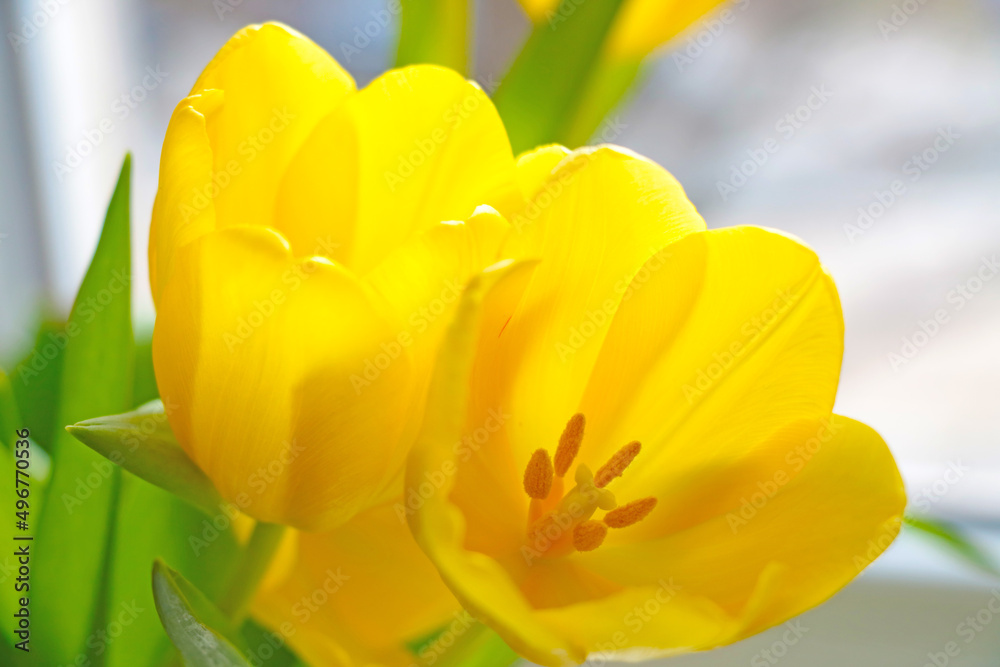 Fototapeta premium A yellow flowering bouquet of tulips in the garden in the spring.