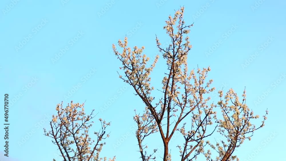 White tree flowers bloom in early spring White tree flowers bloom in early spring