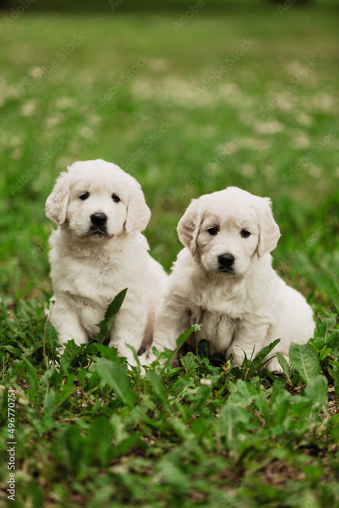 little golden retriever puppies on the green lawn little golden retriever puppies on the green lawn
