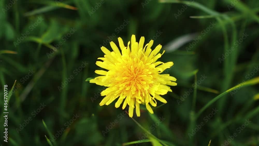 Dandelion from above in green grass Dandelion from above in green grass