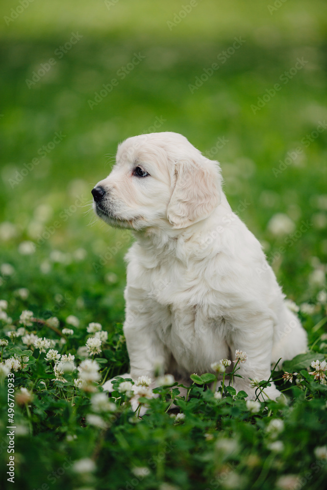 little golden retriever puppies on the green lawn little golden retriever puppies on the green lawn