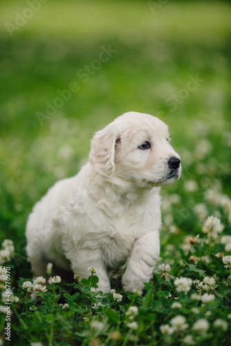 little golden retriever puppies on the green lawn