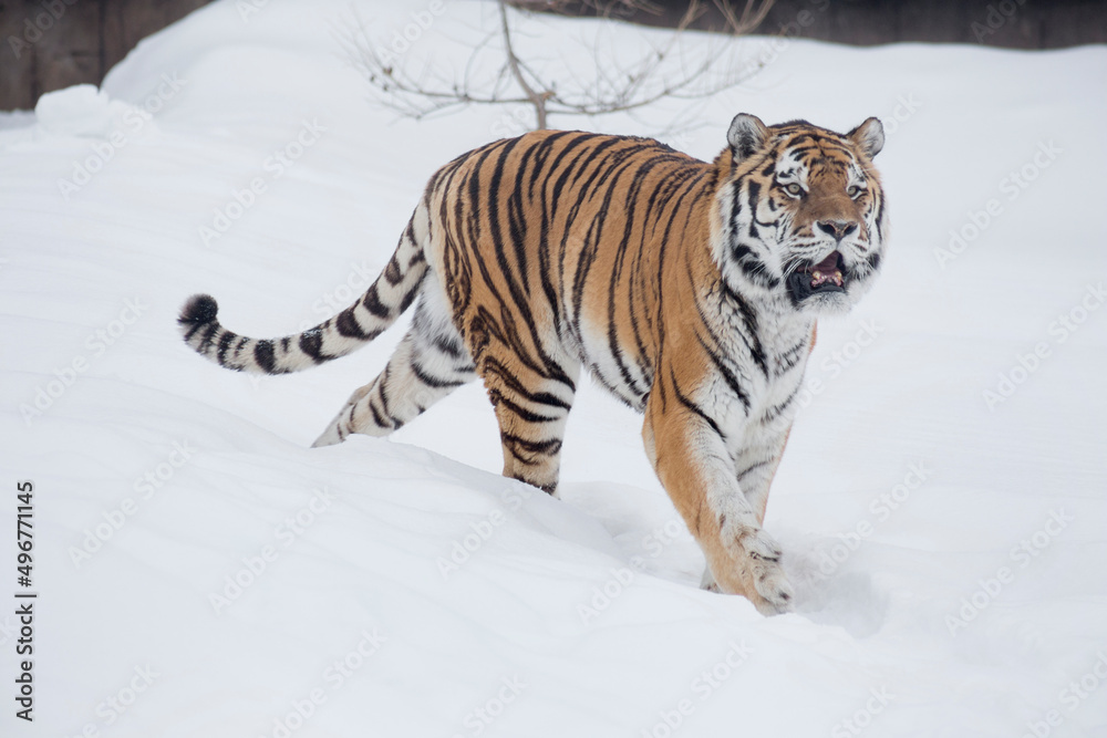 Careful amur tiger is walking on a white snow and looking away. Siberian tiger. Panthera tigris tigris. Animals in wildlife.