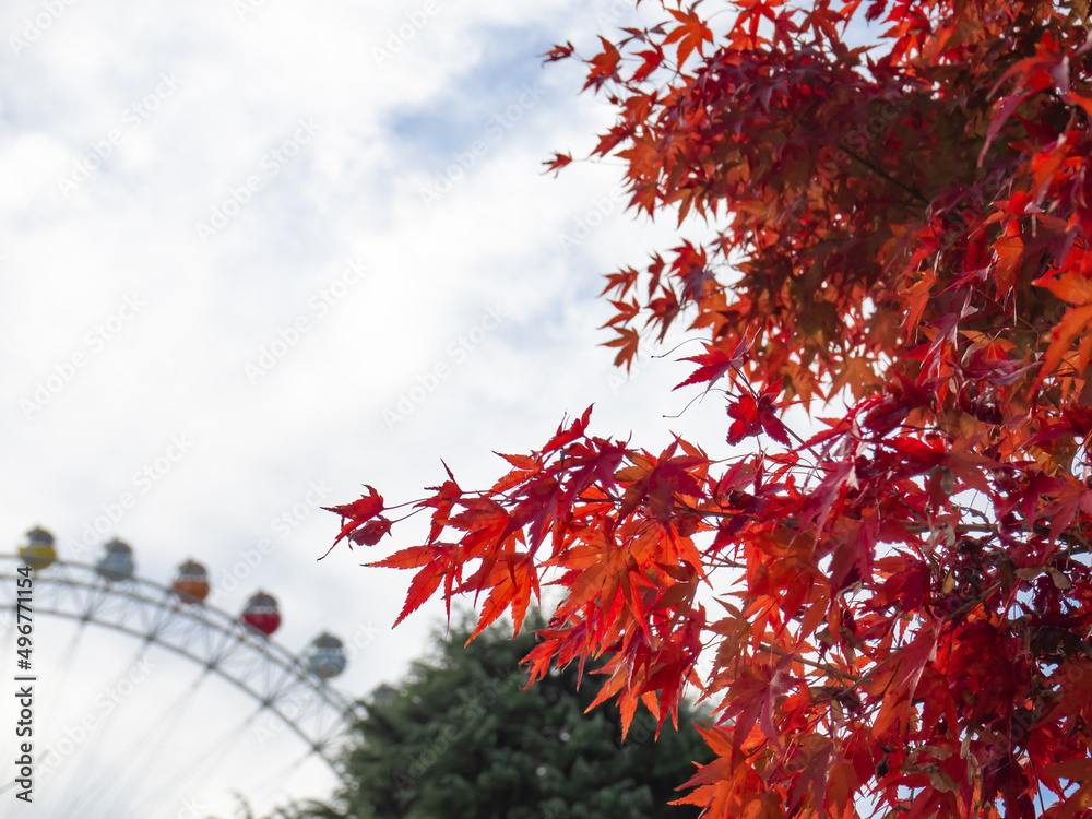 紅葉する赤いもみじの葉