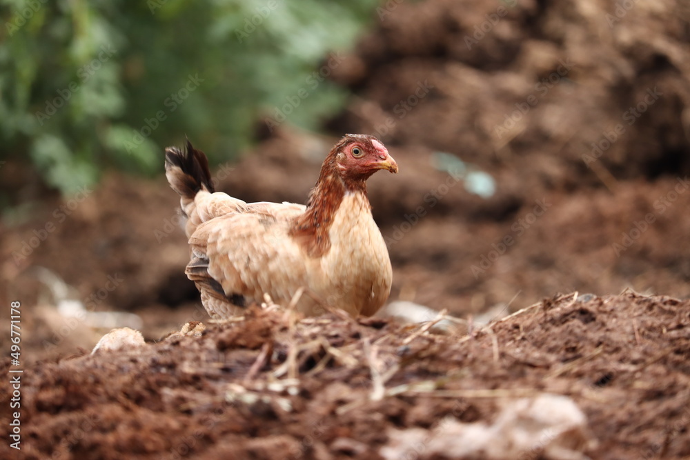 Fototapeta premium Chicken Perched on the Nest
