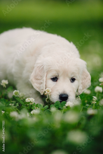 little golden retriever puppies on the green lawn