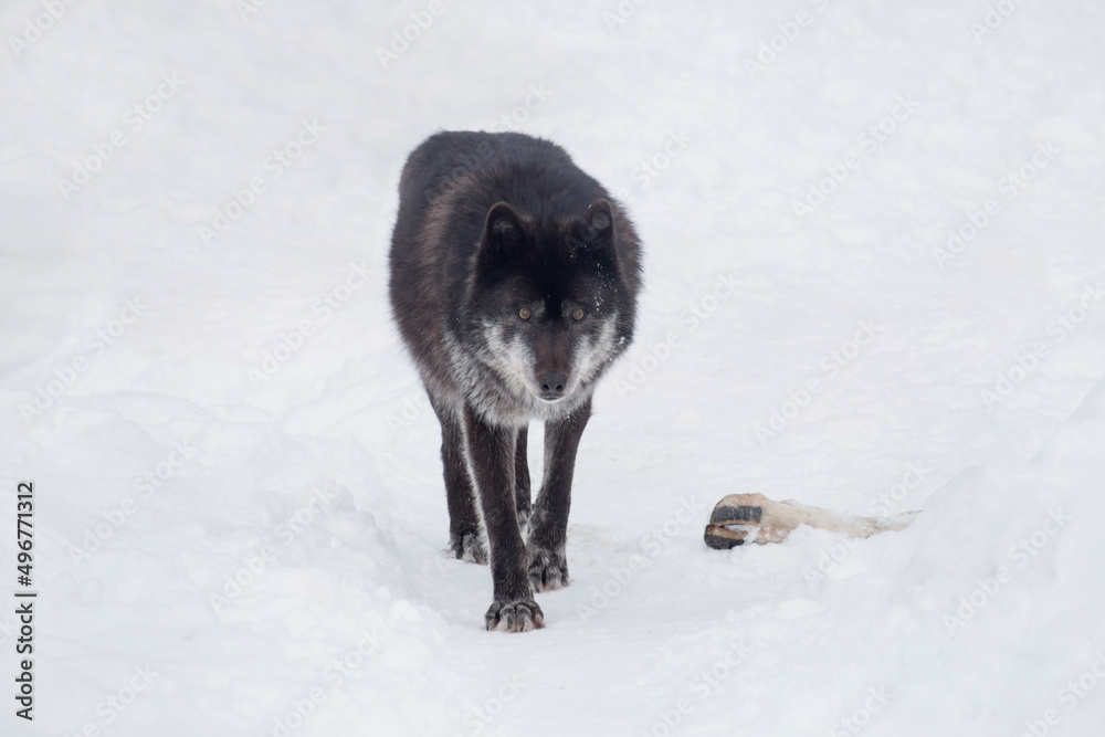 Angry black canadian wolf is looking at the camera. Canis lupus pambasileus. Animals in wildlife. Angry black canadian wolf is looking at the camera. Canis lupus pambasileus. Animals in wildlife.