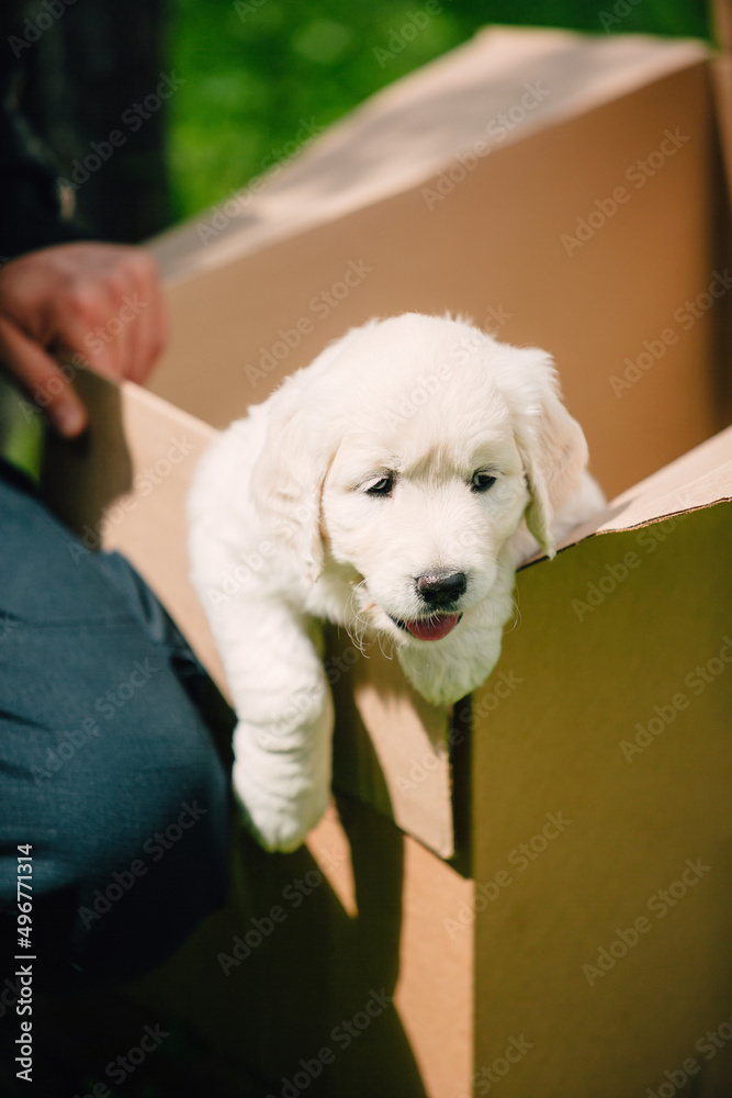 golden retriever puppy climbs out of a cardboard box golden retriever puppy climbs out of a cardboard box