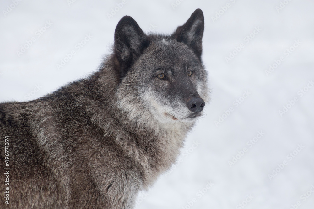Wild black canadian wolf is looking away. Close up. Canis lupus