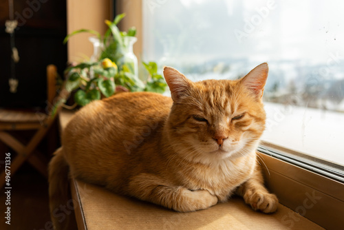 Cute red-haired sleepy cat is laying and having rest in a house 