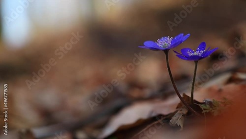 Beautiful wild flowers in early spring in the forest hepatica transsilvanica photo