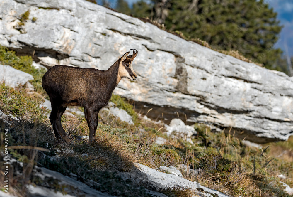 Chamois (Rupicapra rupicapra) chèvre en novembre. Alpes. France
