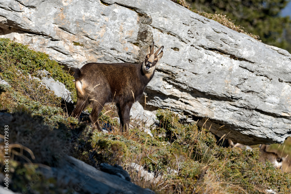 Chamois (Rupicapra rupicapra) Mâle en novembre attitude de rut. Alpes. France Chamois (Rupicapra rupicapra) Mâle en novembre attitude de rut. Alpes. France