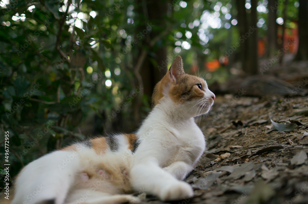 森の中でくつろぐ可愛らしい野良猫 森の中でくつろぐ可愛らしい野良猫