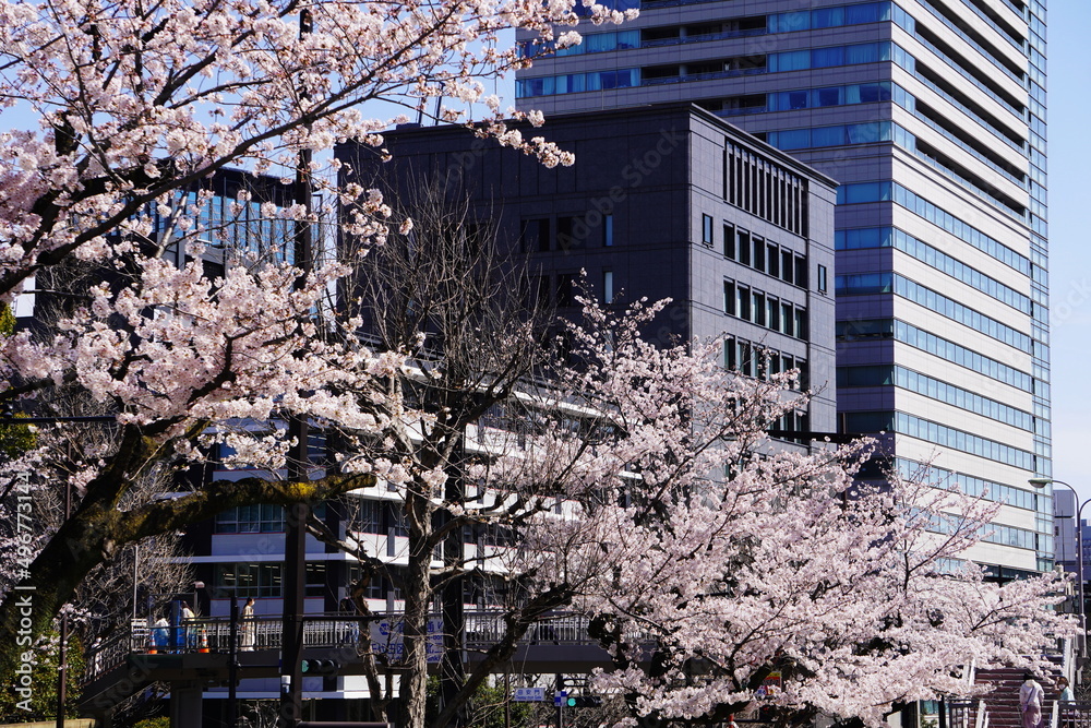 river in the Cherry Blossoms
Chidorigafuchi in the tokyo
Yoshino cherry tree of Chidorigafuchi
皇居のソメイヨシノ
