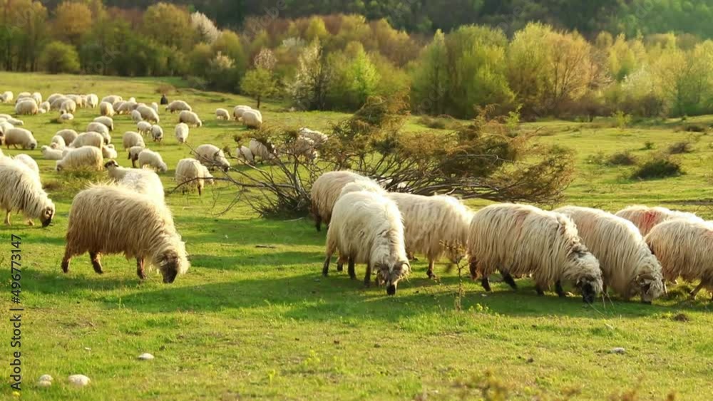 Beautiful landscape with a gherd of sheep grazing on the hill during spring Beautiful landscape with a gherd of sheep grazing on the hill during spring