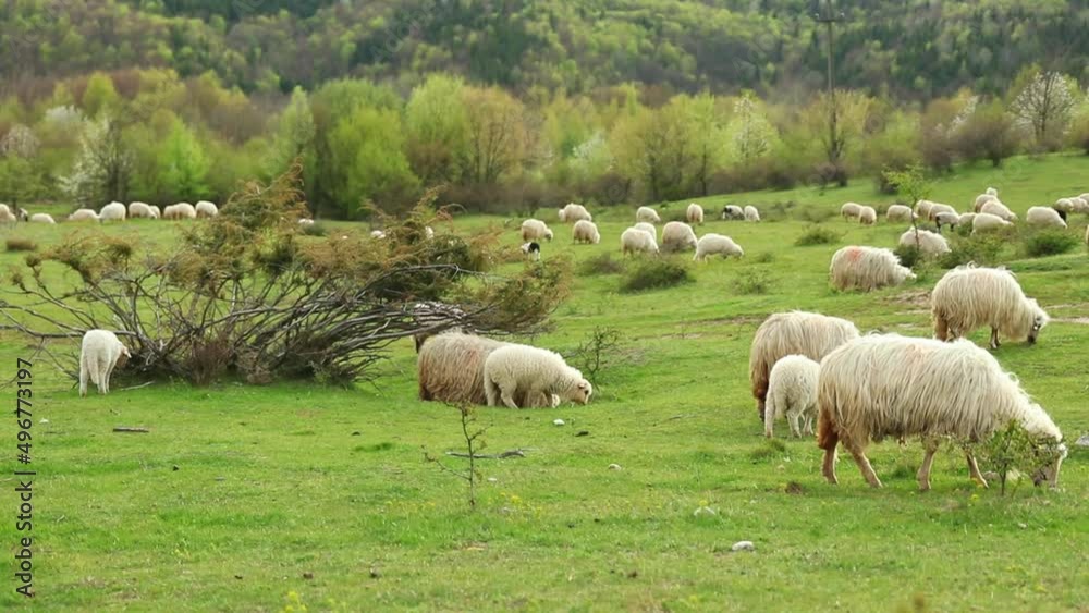 Herd of sheep grazing in spring season on the hill Herd of sheep grazing in spring season on the hill