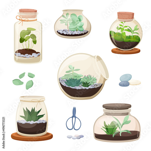 Set of home florariums. Succulents and other  houseplants in glass jars of various shapes. Plant terrarium. Vector Illustration
 photo