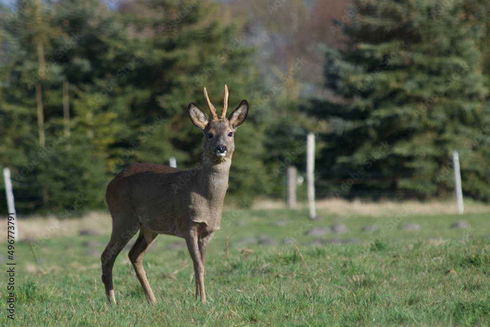 Rehbock im Frühjahr
