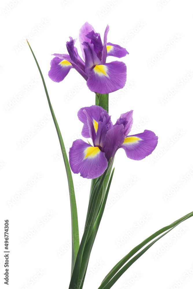 白背景のアイリスの花 白背景のアイリスの花
