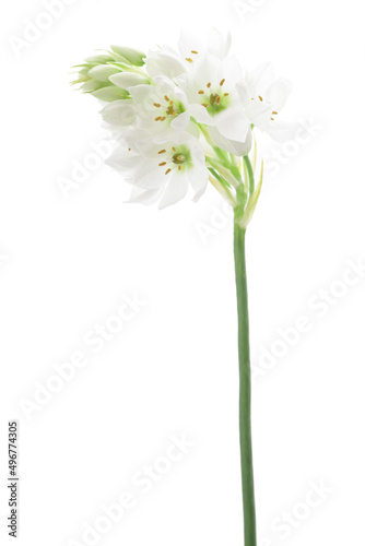 白背景のアリウムの花