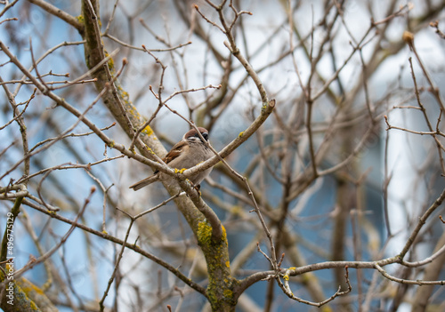 a sparrow is sitting on a branch