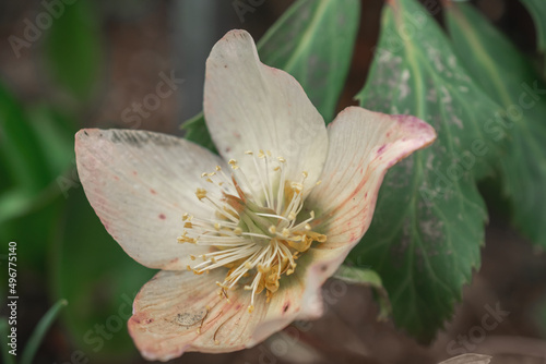 Helleborus niger, macro closeup of white flower and bud with green leaves of Helleborus niger, called Christmas rose or black hellebore, plant is one of the first to bloom in winter photo