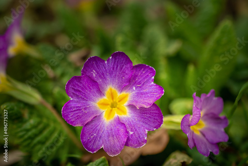 Multicolor Garden Primula Flowers, top view. Primrose Primula Vulgaris blossom. Vivid Live wall of Primula Primrose Multicolored flowers